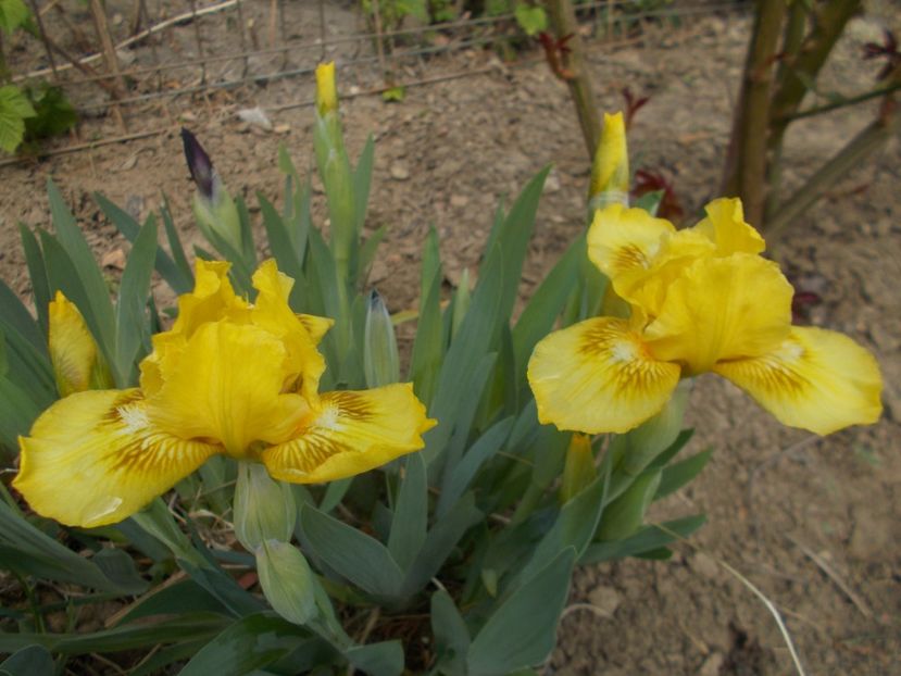  - Irisi -2019 Pumila si Barbata Nana