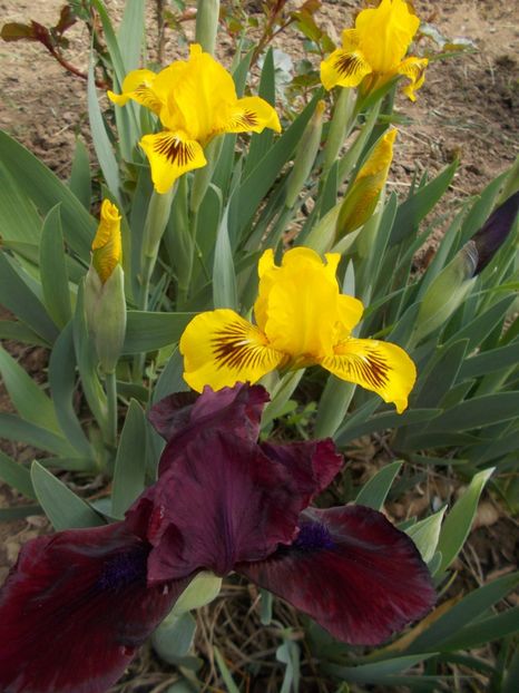  - Irisi -2019 Pumila si Barbata Nana