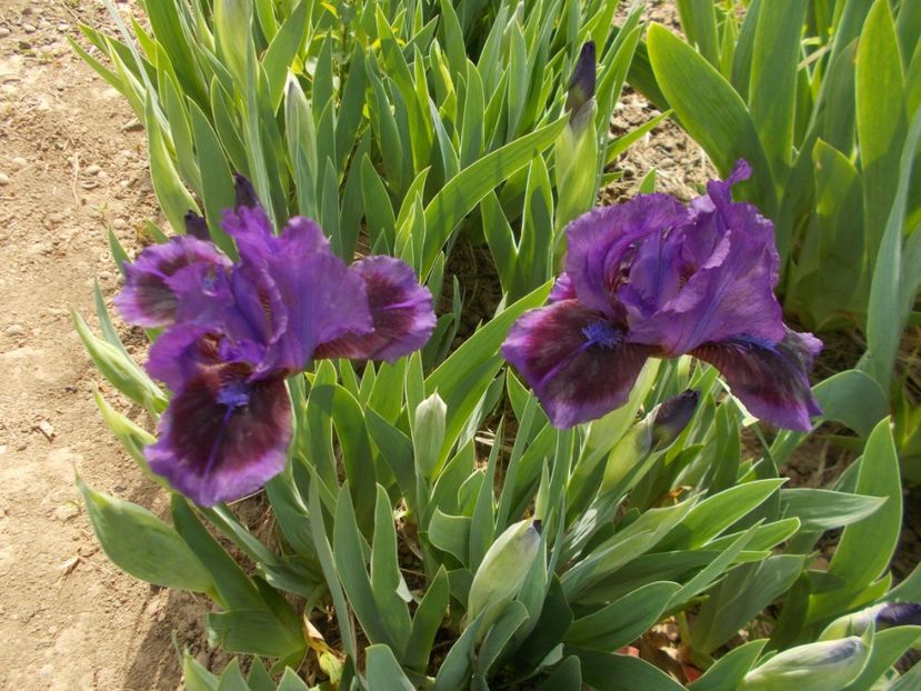  - Irisi -2019 Pumila si Barbata Nana