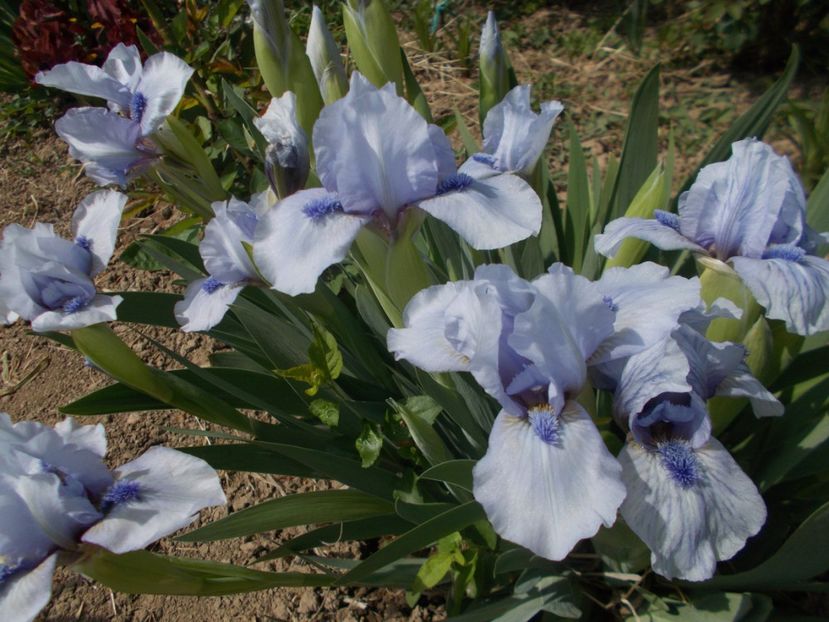  - Irisi -2019 Pumila si Barbata Nana