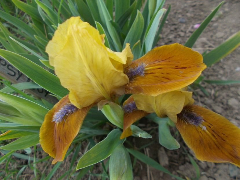  - Irisi -2019 Pumila si Barbata Nana