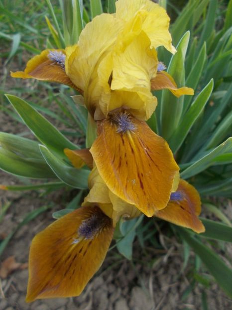  - Irisi -2019 Pumila si Barbata Nana