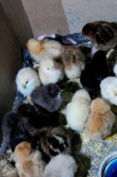  - 02 Pui 2019 tura a 2-a