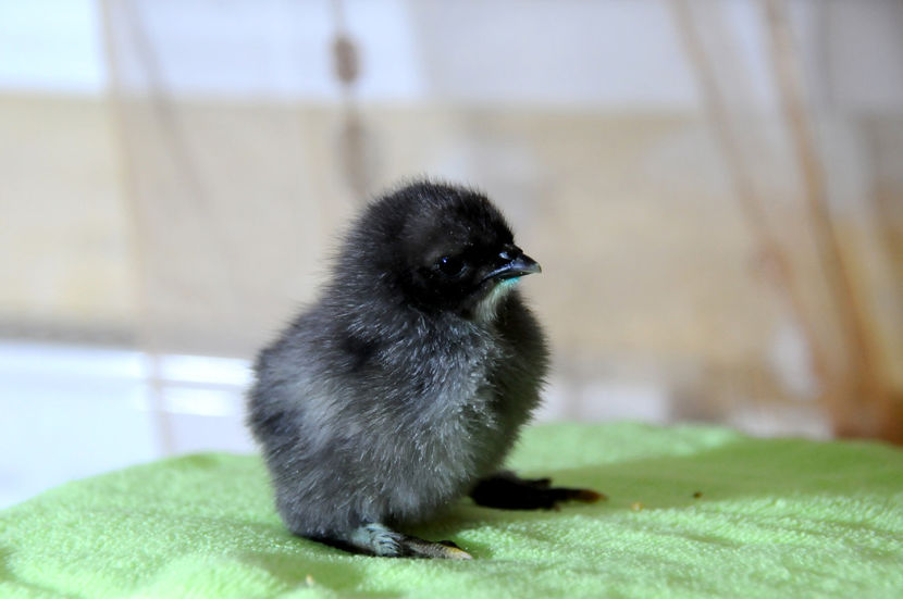  - 02 Pui 2019 tura a 2-a