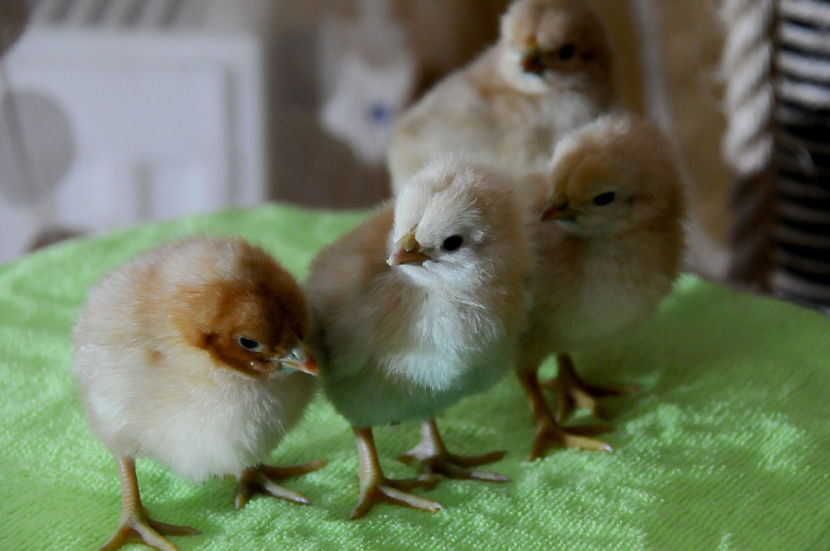  - 02 Pui 2019 tura a 2-a