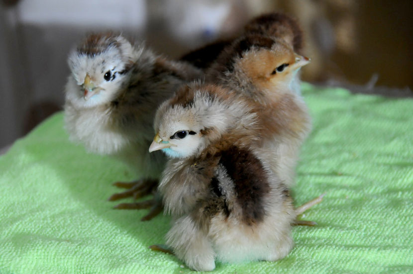  - 02 Pui 2019 tura a 2-a