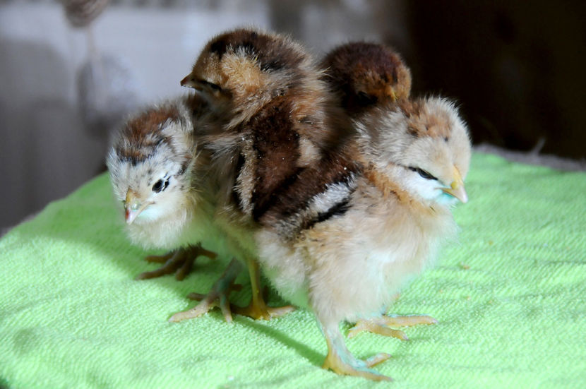  - 02 Pui 2019 tura a 2-a