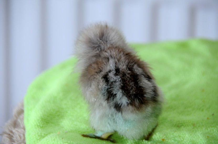  - 02 Pui 2019 tura a 2-a