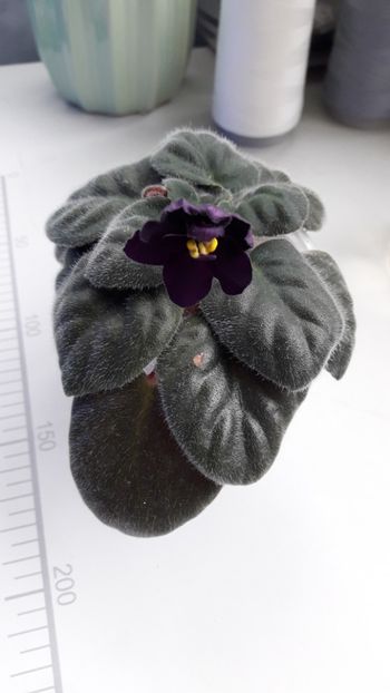 Aprilie 2019 - FISHER -S LEONE - pierdut