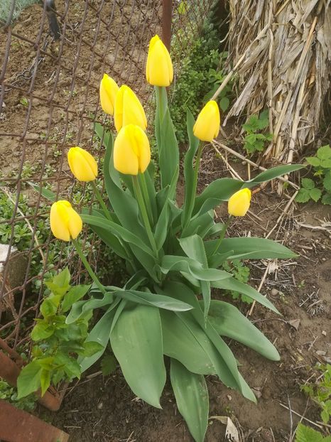  - flori din curte si casa