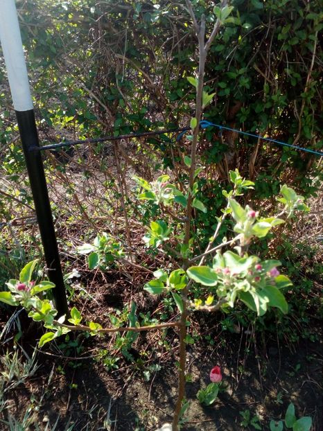  - Primavara in curte 2019