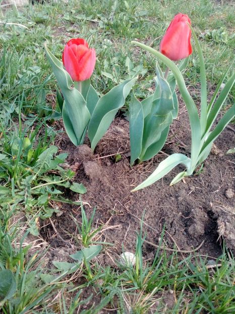  - Primavara in curte 2019