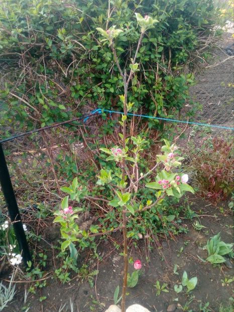  - Primavara in curte 2019