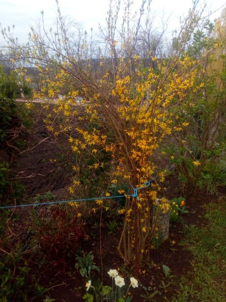  - Primavara in curte 2019