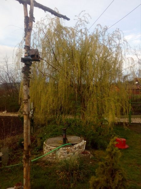  - Primavara in curte 2019