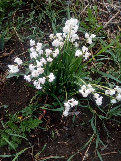  - Primavara in curte 2019