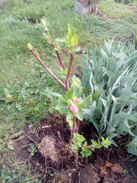  - Primavara in curte 2019