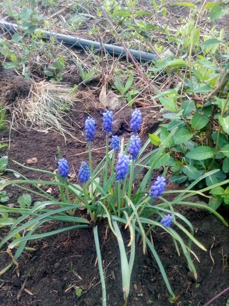  - Primavara in curte 2019