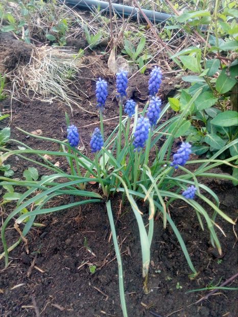  - Primavara in curte 2019