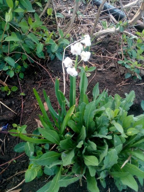  - Primavara in curte 2019