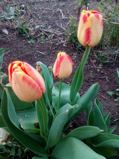  - Primavara in curte 2019