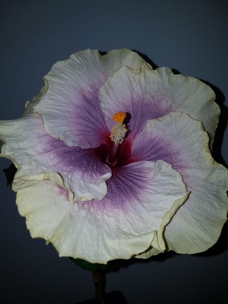  - HIBISCUS 2019