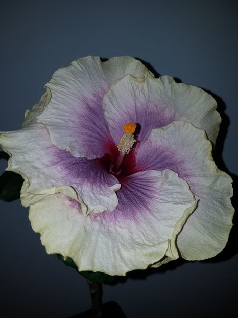  - HIBISCUS 2019