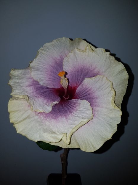  - HIBISCUS 2019