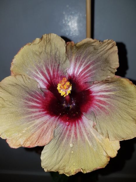  - HIBISCUS 2019