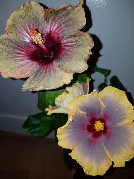  - HIBISCUS 2019