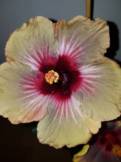  - HIBISCUS 2019