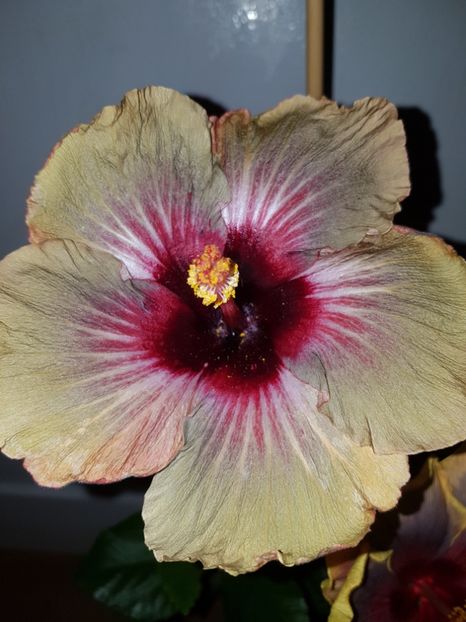  - HIBISCUS 2019