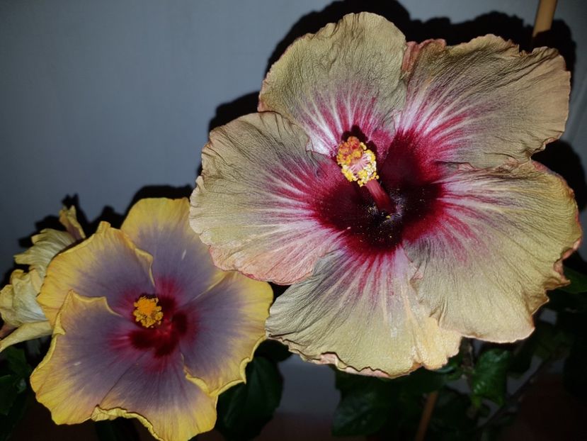 - HIBISCUS 2019