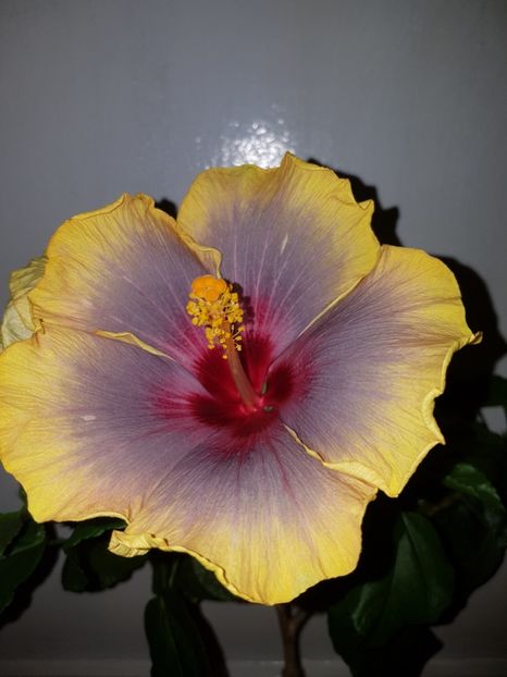  - HIBISCUS 2019
