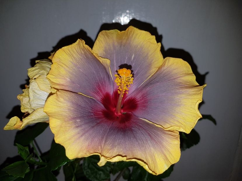  - HIBISCUS 2019