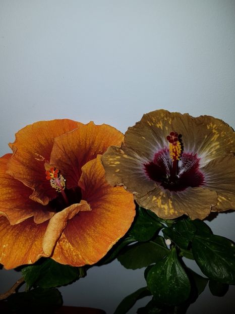  - HIBISCUS 2019