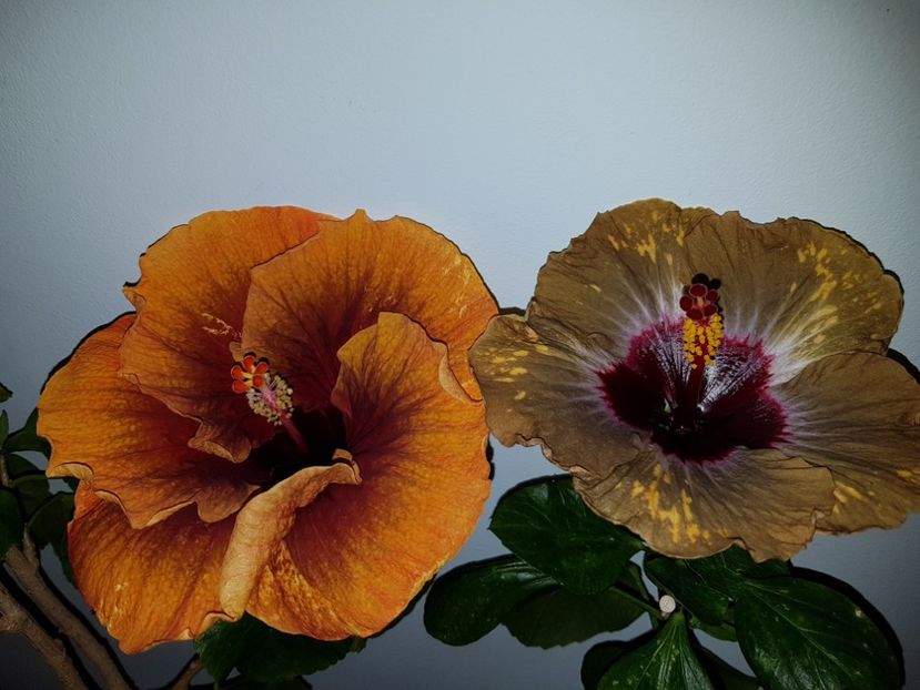 - HIBISCUS 2019