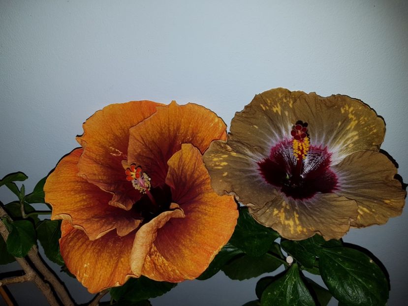  - HIBISCUS 2019