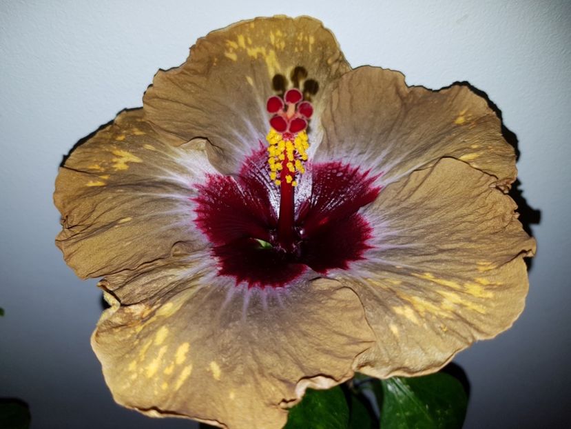  - HIBISCUS 2019