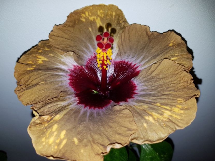  - HIBISCUS 2019