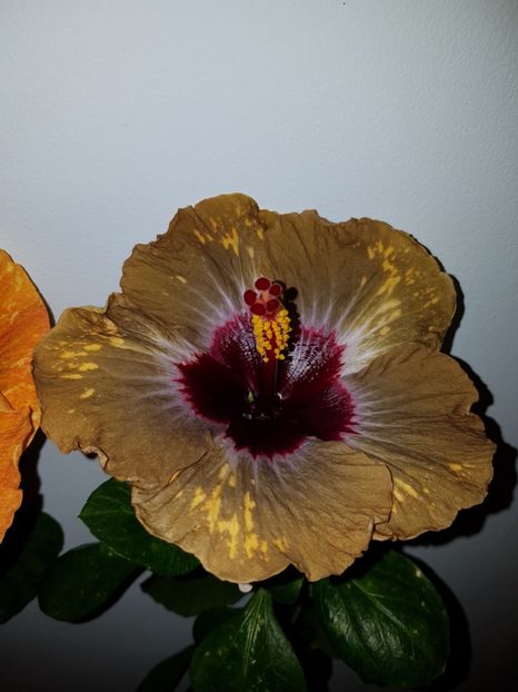  - Hibiscus Shiva