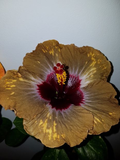  - Hibiscus Shiva
