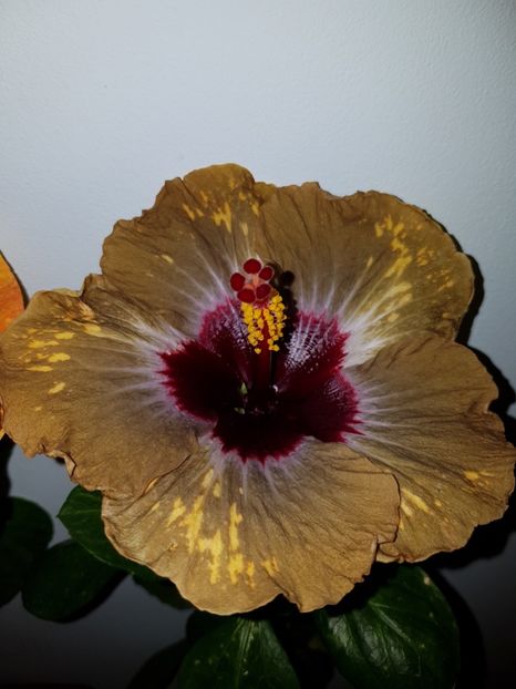  - Hibiscus Shiva