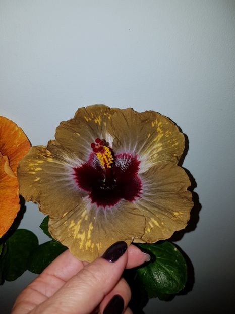  - Hibiscus Shiva