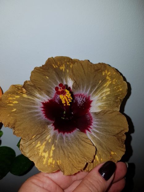  - Hibiscus Shiva
