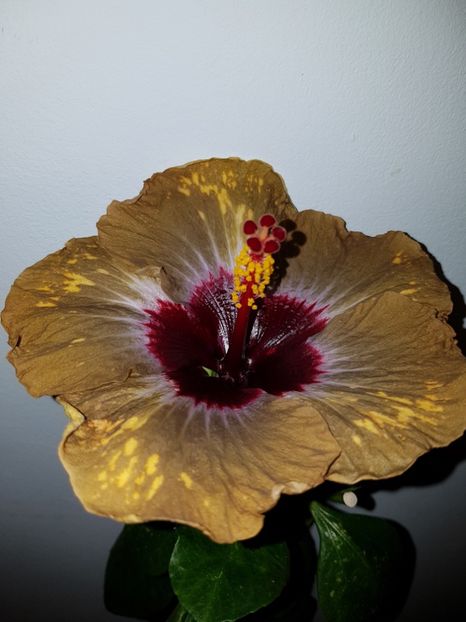  - Hibiscus Shiva