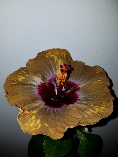  - Hibiscus Shiva