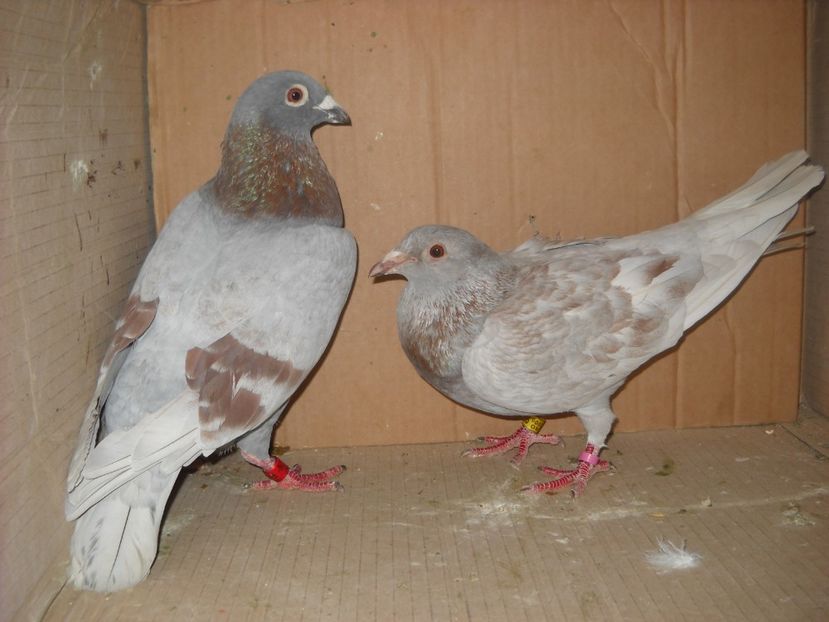  - UNDEVA IN SUCEAVA arhiva