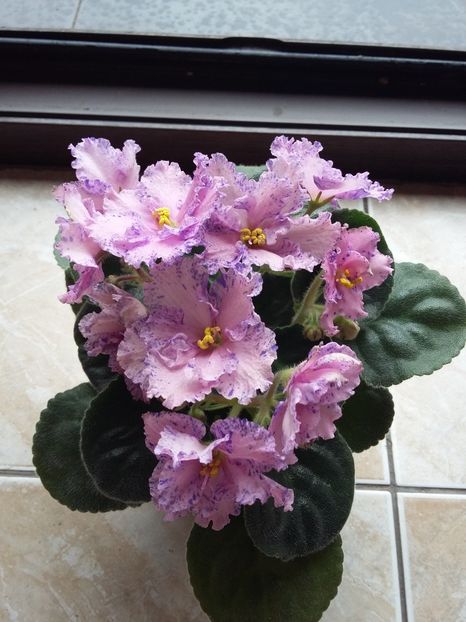  - Eticheta pierduta