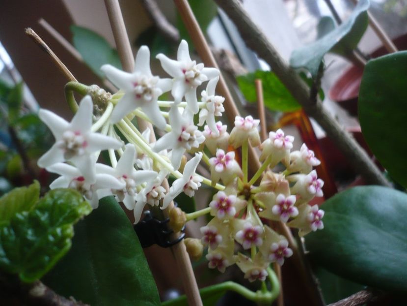 P1400871 - HOYA 2019